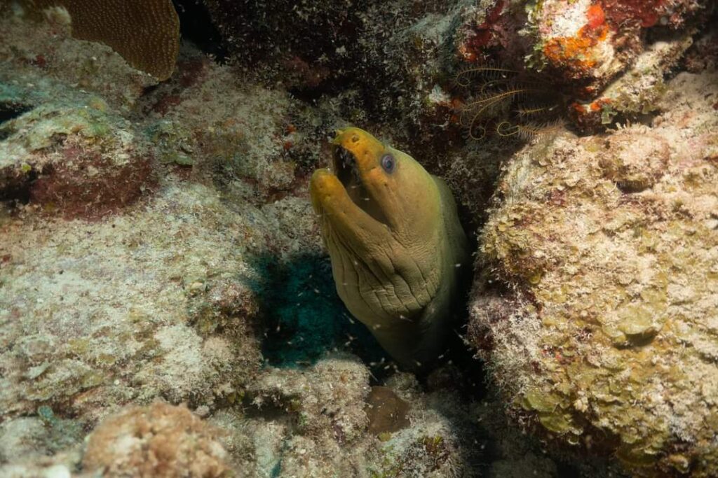 Morena verde acuario Tritones de Mahahual